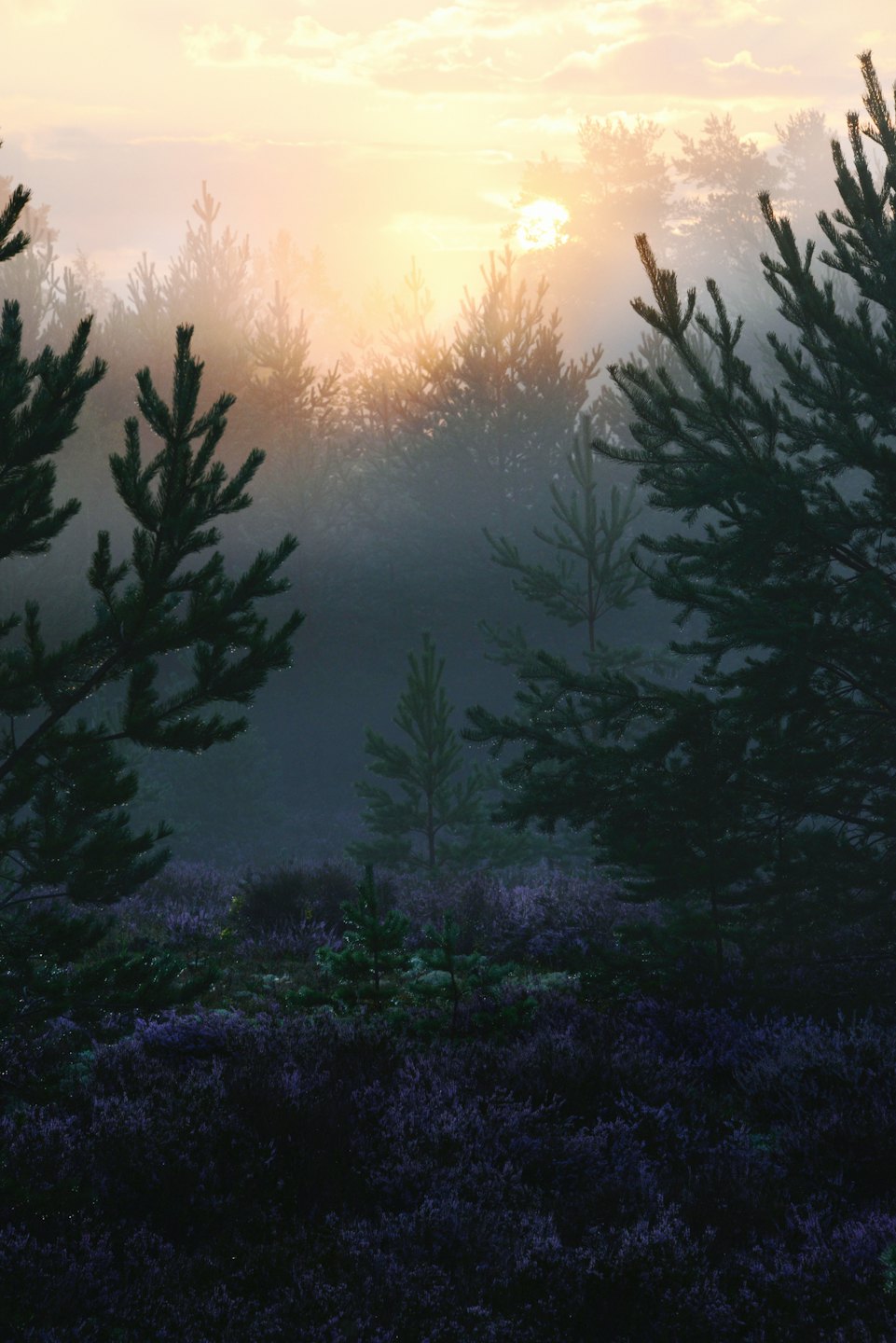 Sunlight shines through pine trees above a field of heather.