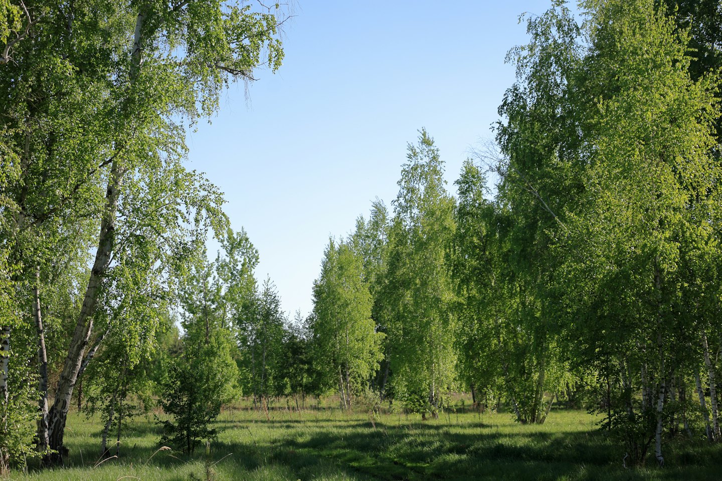 Sunlight filters through a woodland of birch trees.