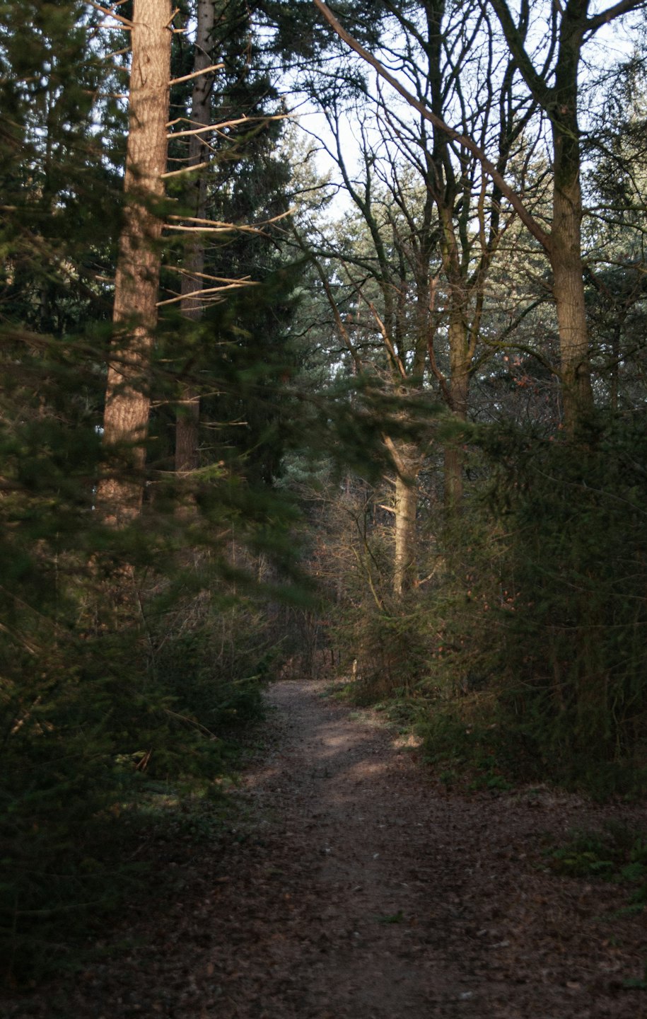 A dirt path winds through a dense pine forest.
