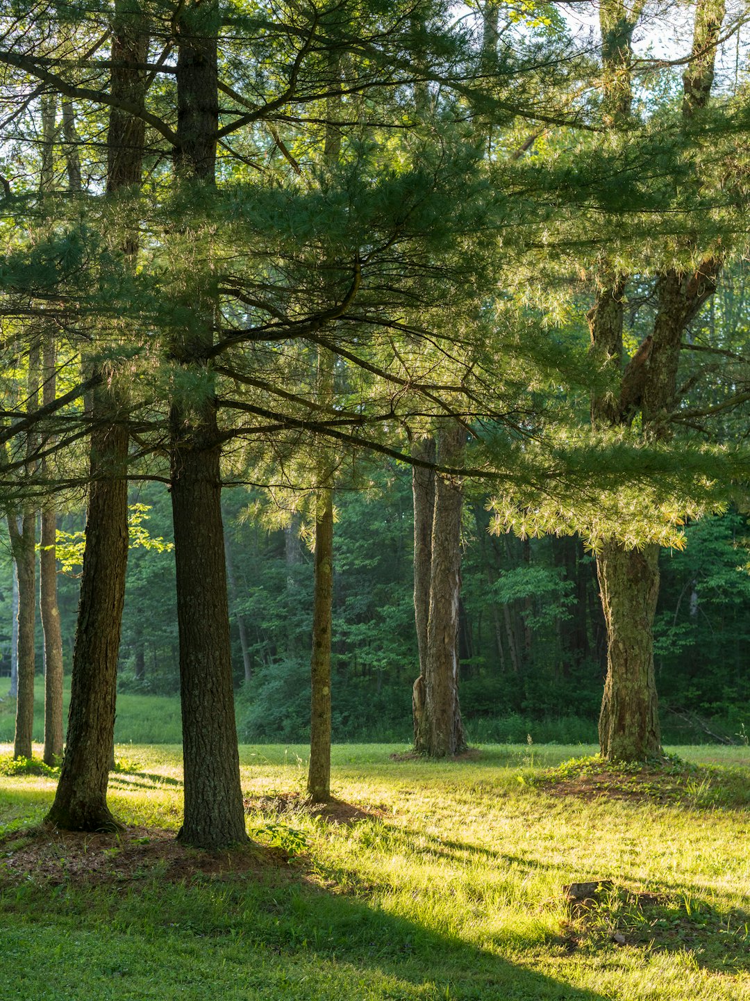 Sunlight filters through pine trees onto a grassy forest floor.