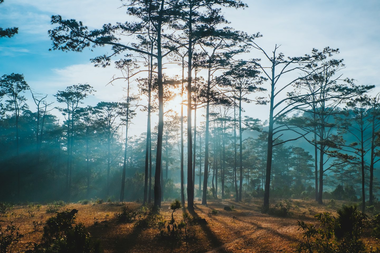 Sunlight streams through pine trees into a forest clearing.